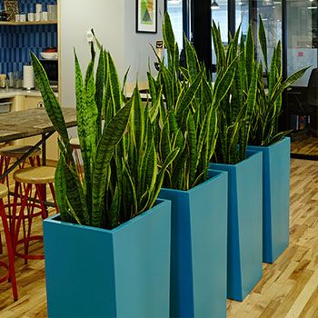 Stylish Wooden Frame Planter Pot 2.P Set | MSPS-0137